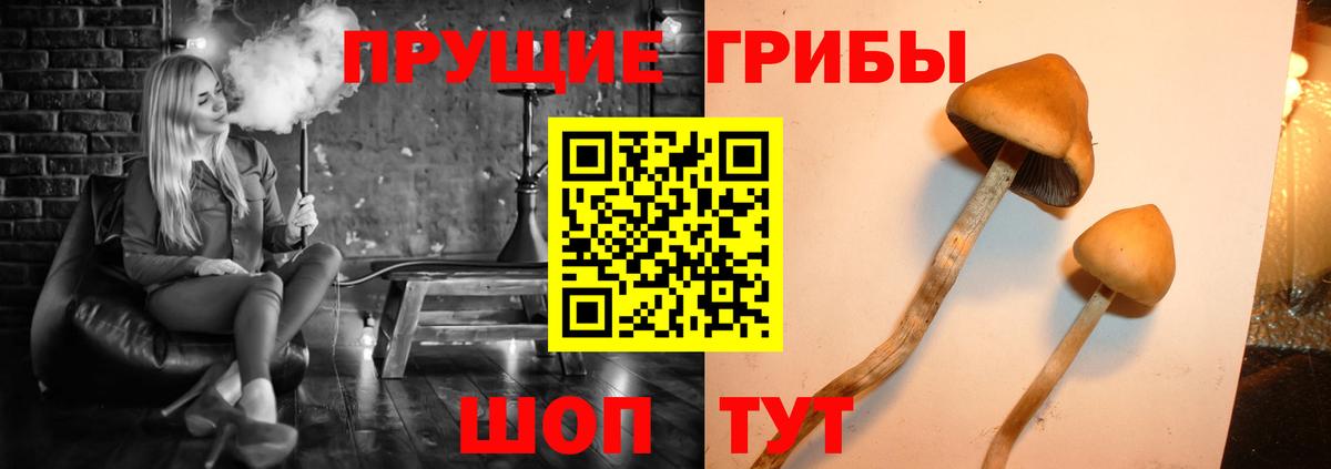 Галлюциногенные грибы Cubensis  Вход с VPN  Заринск 